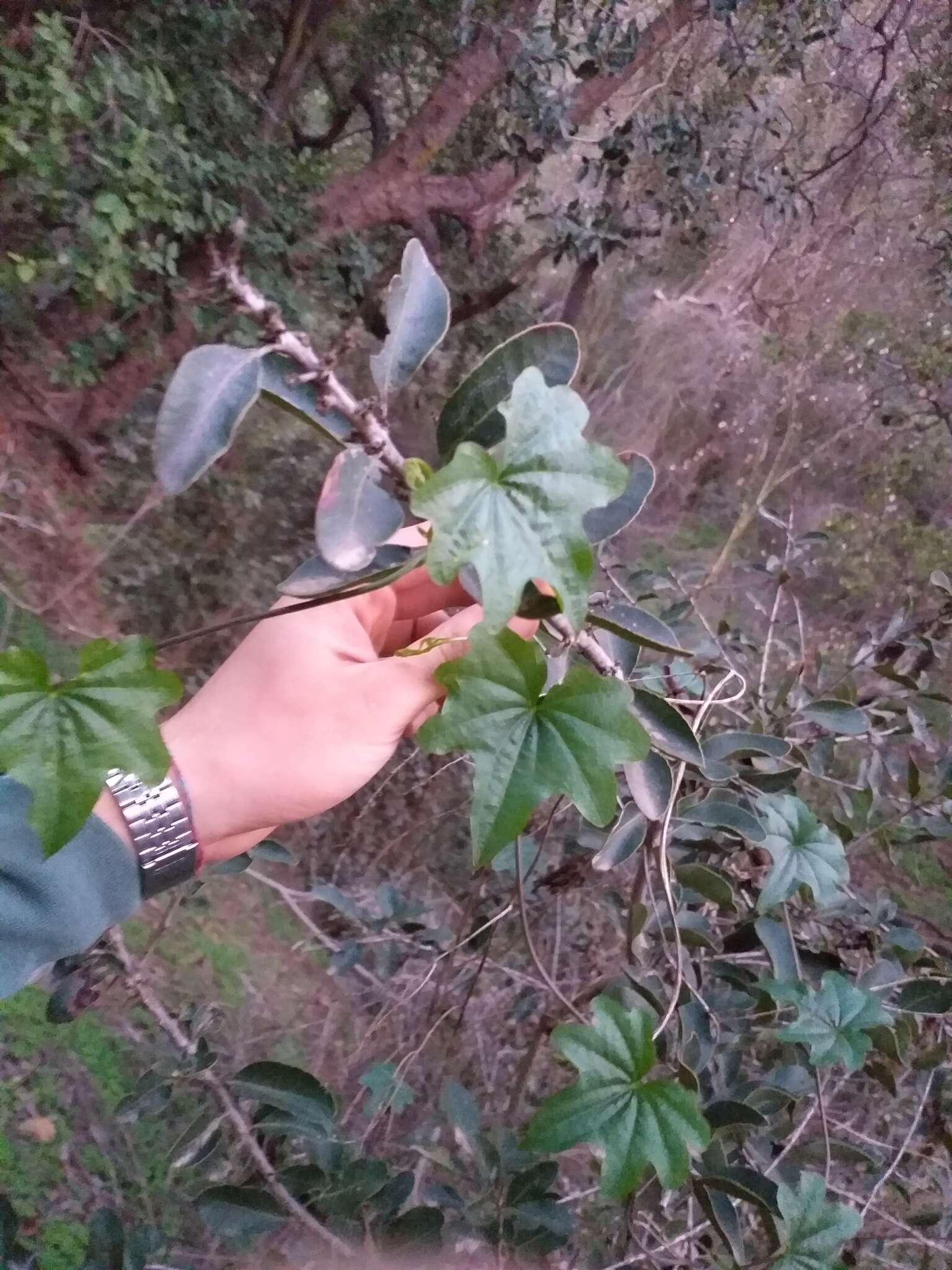 Image of Dioscorea bryoniifolia Poepp.