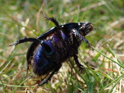 Слика од Geotrupes stercorarius (Linnaeus 1758)