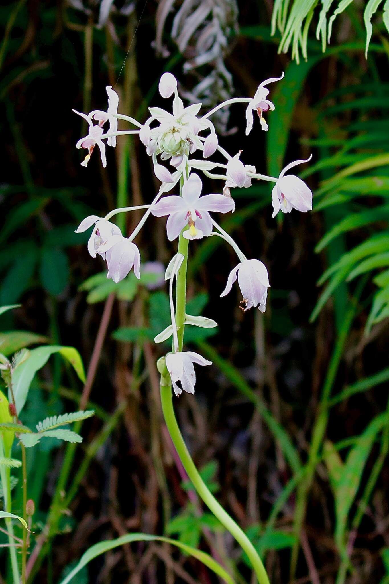 Plancia ëd Spathoglottis pacifica Rchb. fil.