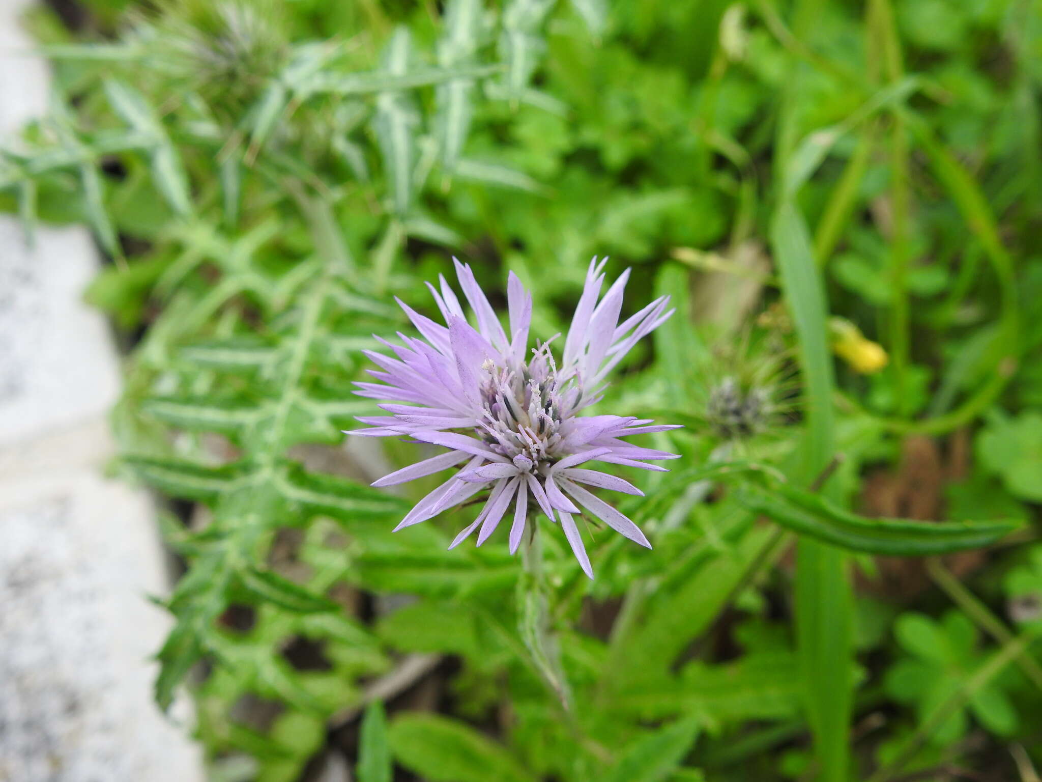 Image de Galactites tomentosa Moench