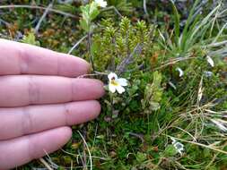 Image of Euphrasia laingii Petrie