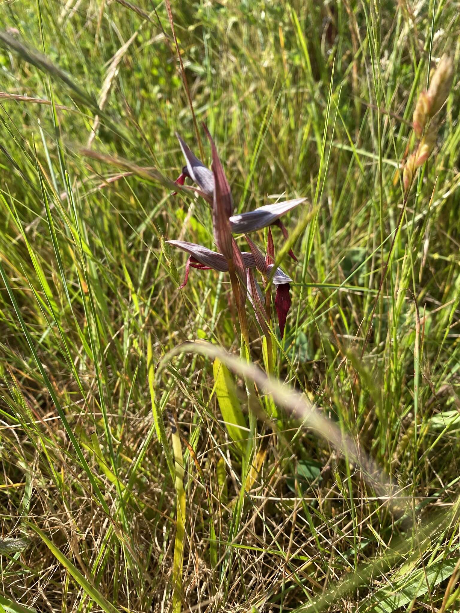 صورة Serapias strictiflora Welw. ex Veiga