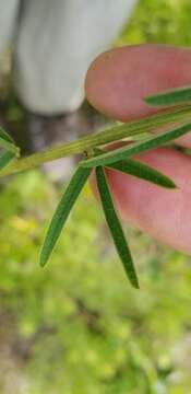 Image de Lespedeza angustifolia (Pursh) Elliott