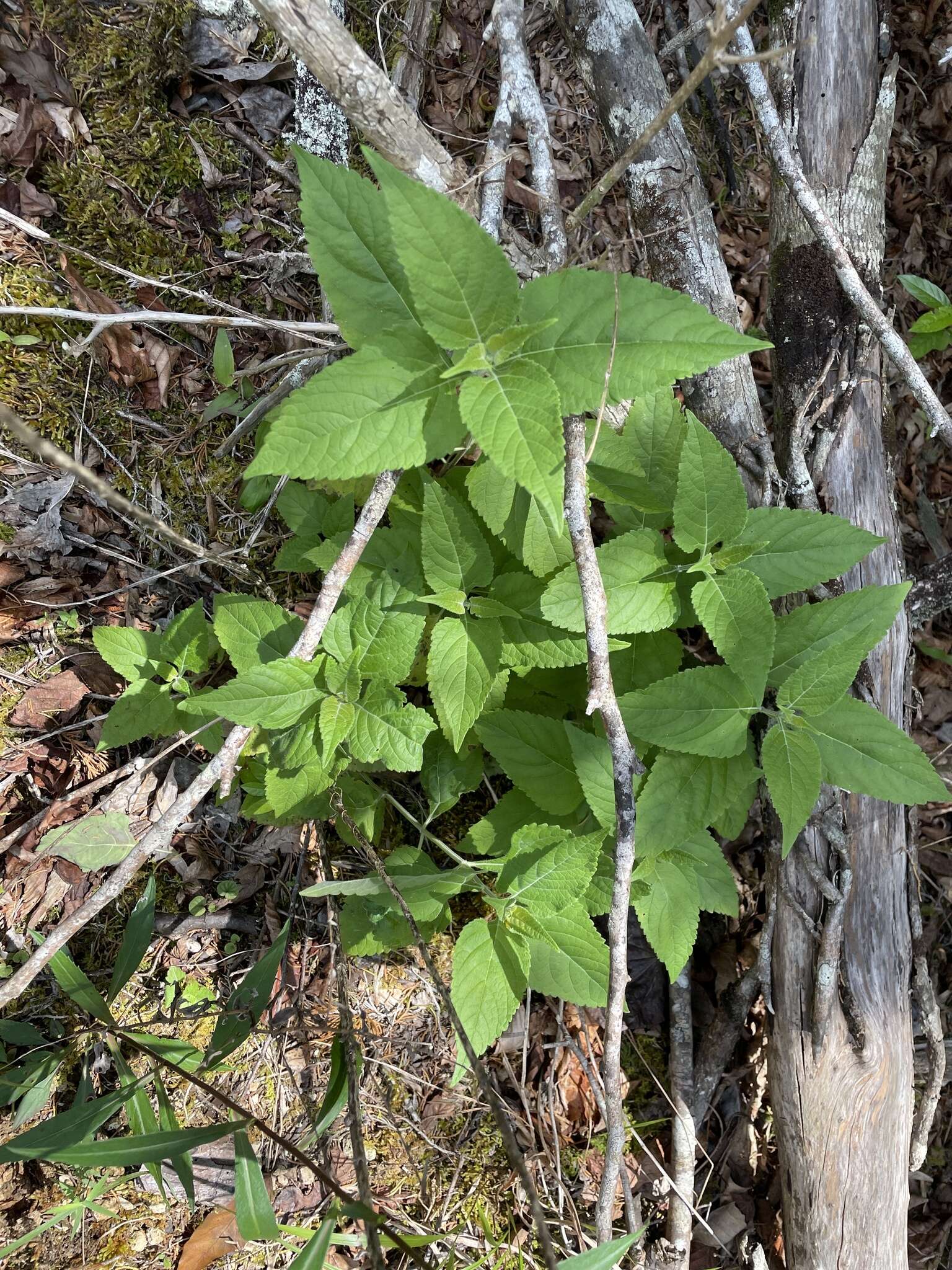 Salvia urticifolia L. resmi