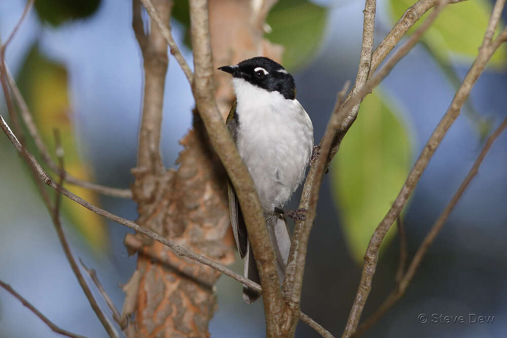 Image of Gilbert's Honeyeater