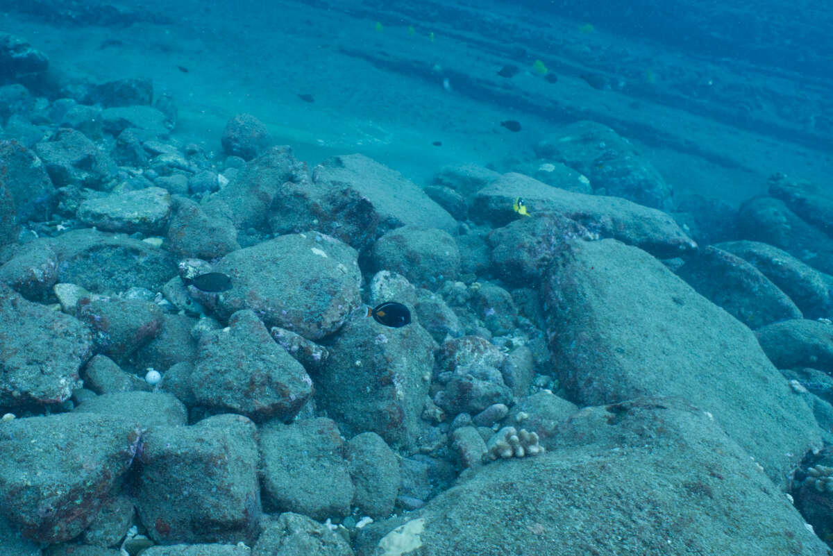 Image of Achilles Tang