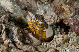 Image of Napoleon snake eel