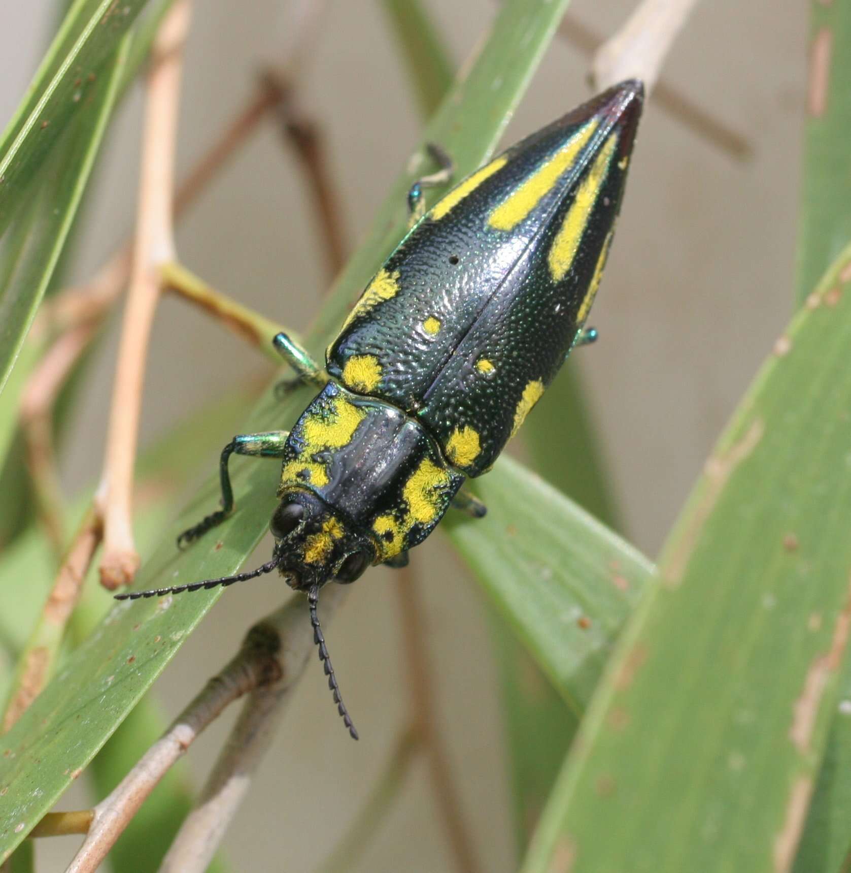 Image of Cyphogastra pistor (Laporte & Gory 1835)