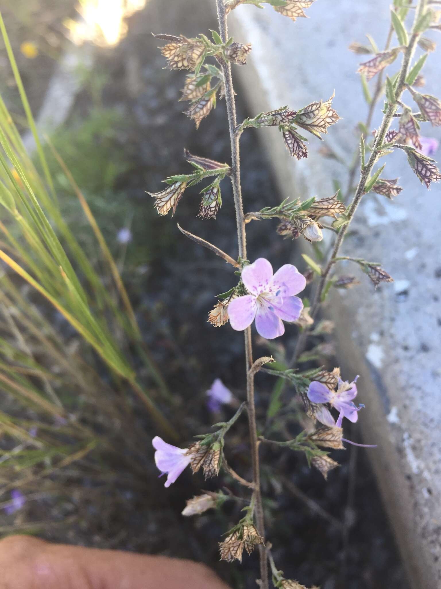 Plancia ëd Loeselia coerulea (Cav.) G. Don