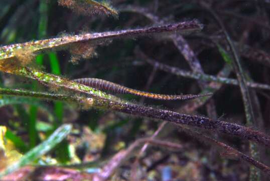 Image of Southern Gulf pipefish