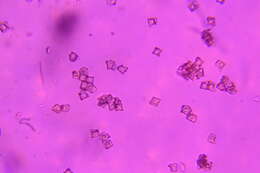 Image of Entoloma cuboideum Hesler 1967