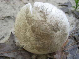 Image of Fool's Mushroom