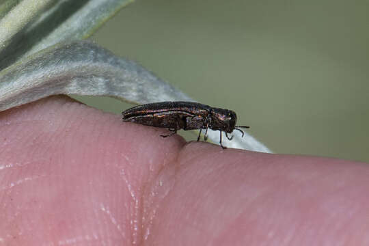 Image of Common Willow Agrilus