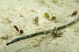 Image of Longnose pipefish