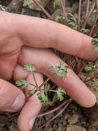 Imagem de Sanicula saxatilis Greene