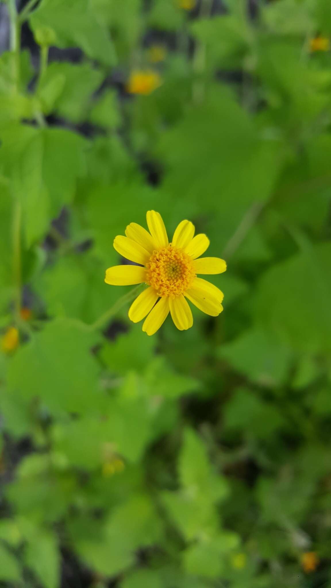 Image of Perityle cuneata var. marginata (Rydb.) I. M. Johnst.