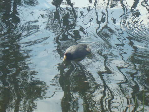 Image of Andean Coot