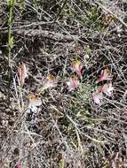 Image of Alstroemeria pulchra subsp. pulchra