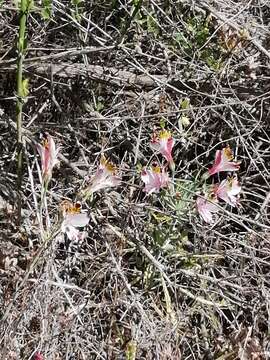 Image of Alstroemeria pulchra subsp. pulchra