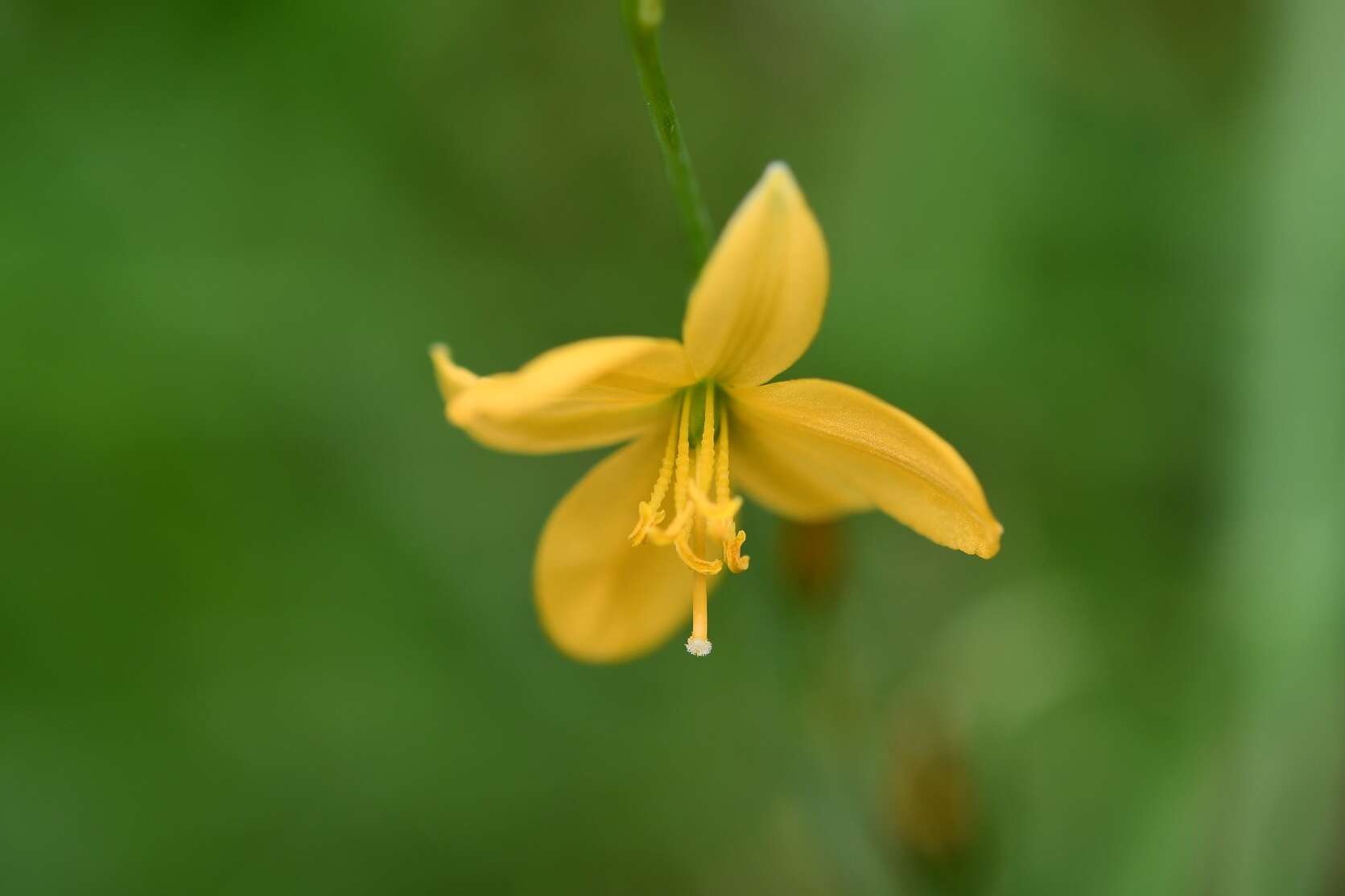 Image of Echeandia skinneri (Baker) Cruden