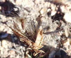 Image of Pteronia staehelinoides DC.