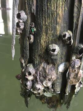 Image of Striped barnacle