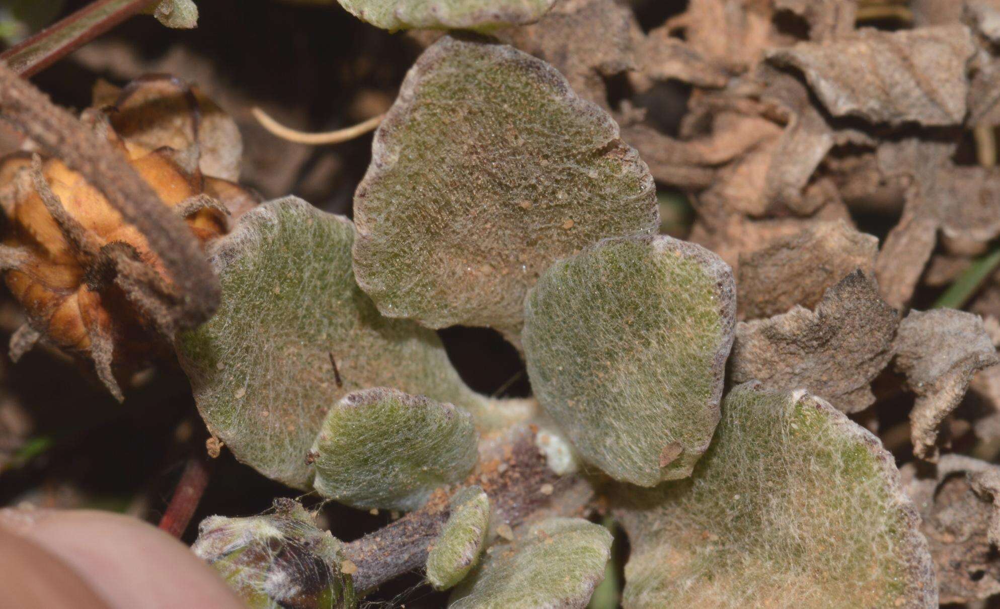 Image of Arctotis rotundifolia Lewin