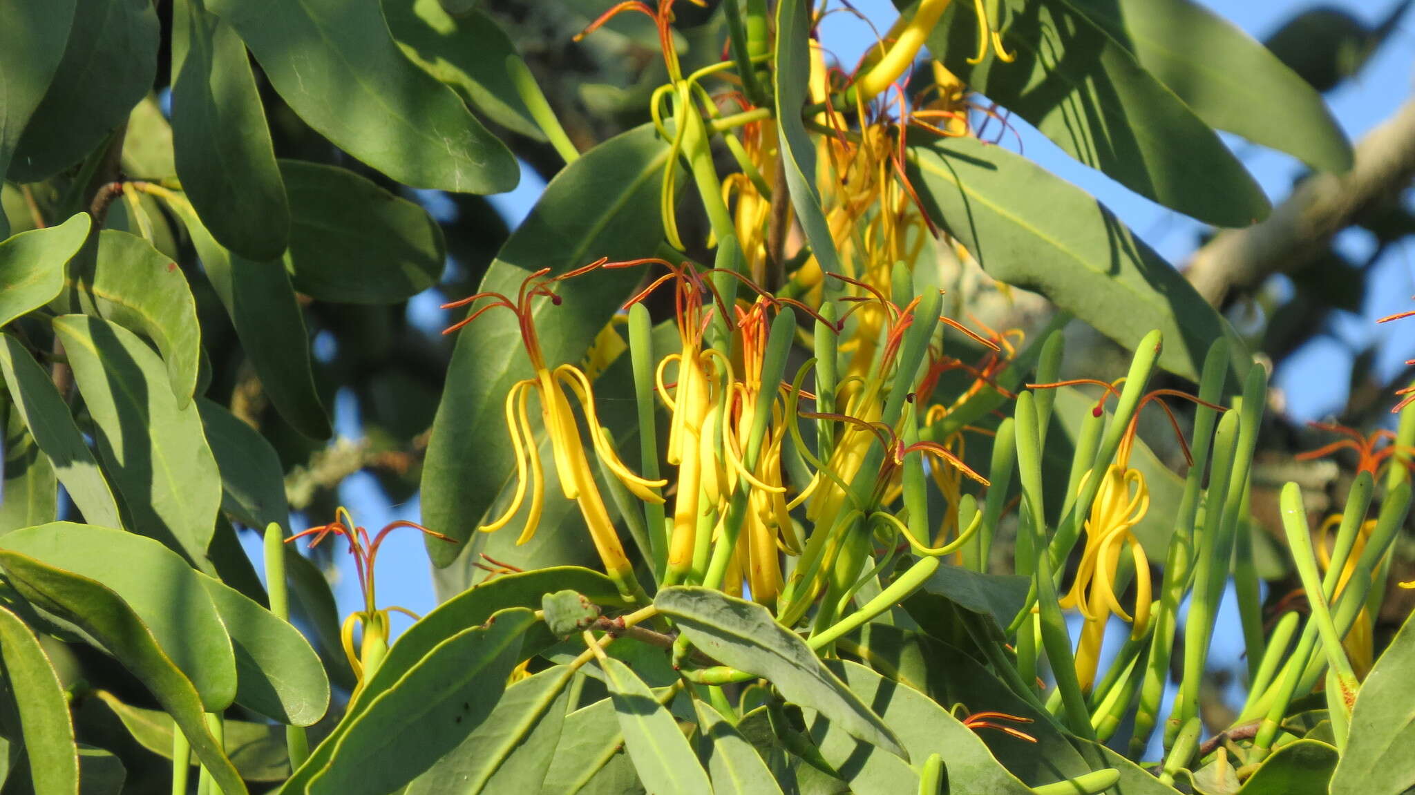 Image of Pedistylis galpinii (Schinz ex Sprague) D. Wiens