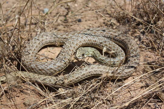 Image of Malpolon insignitus fuscus (Fleischmann 1831)