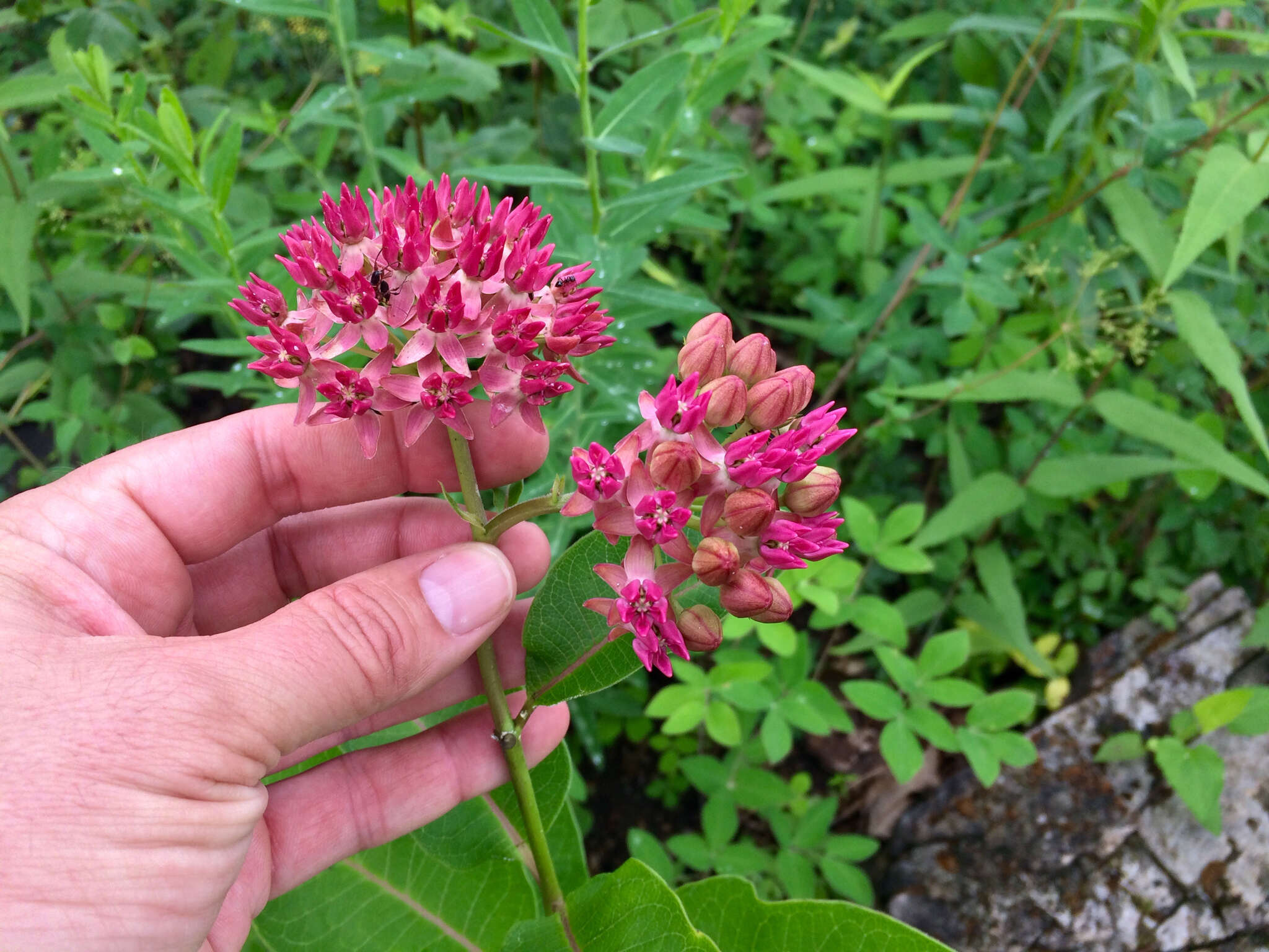 Image of purple milkweed