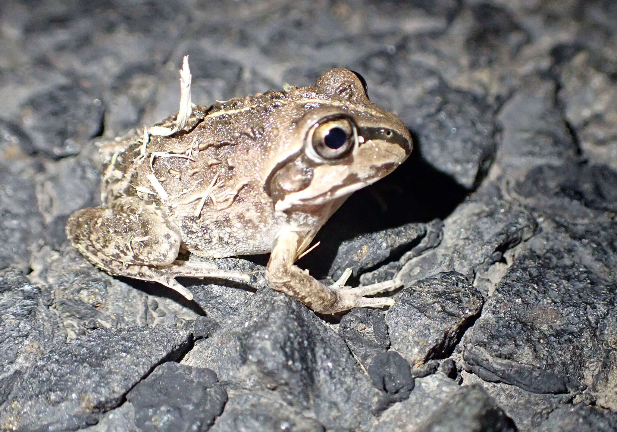 Plancia ëd Ranoidea verrucosa (Tyler & Martin 1977)