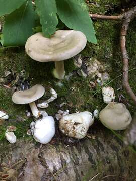 Image of Entoloma abortivum (Berk. & M. A. Curtis) Donk 1949