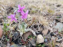 Primula tschuktschorum Kjellm. resmi