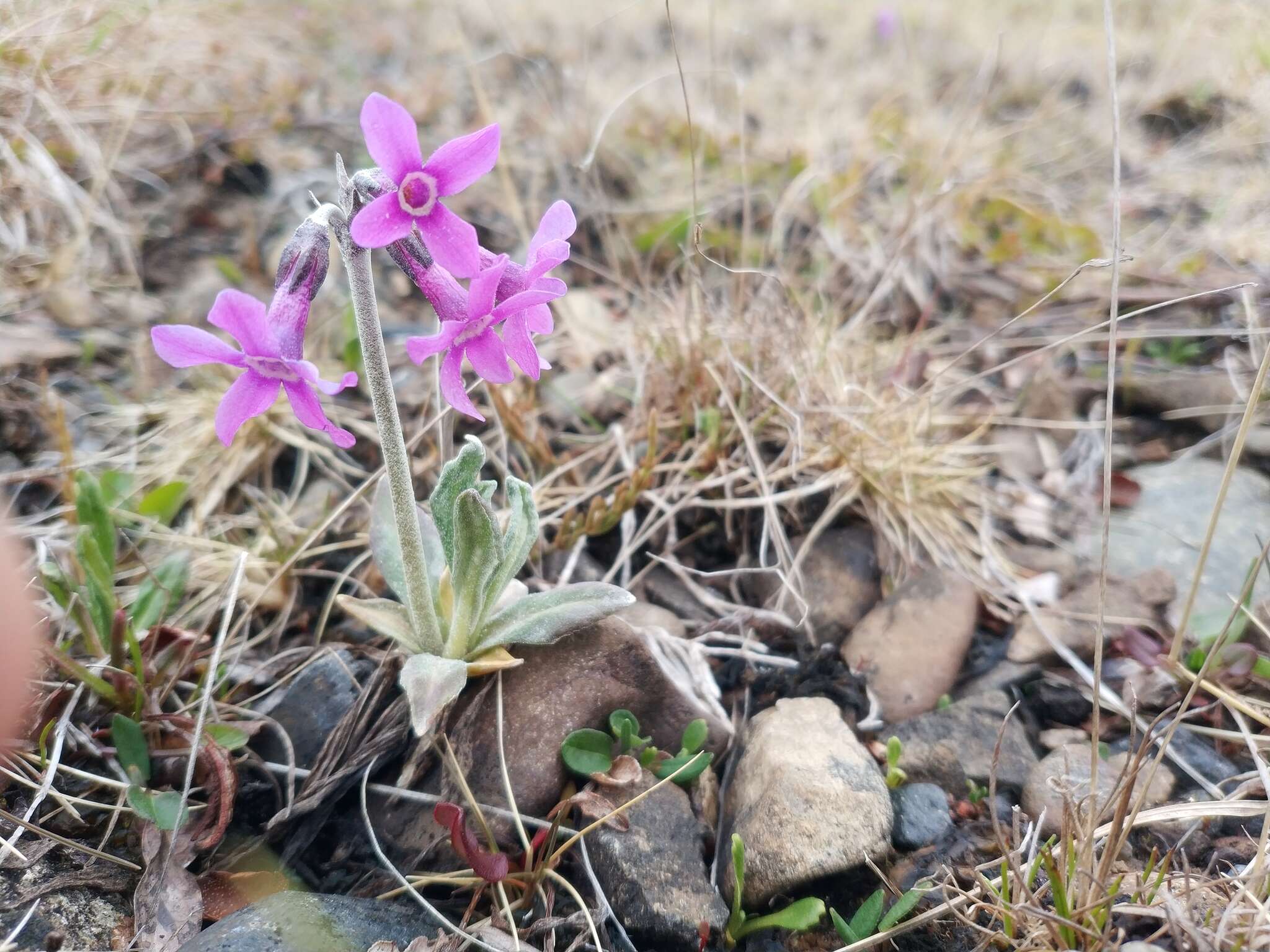 Primula tschuktschorum Kjellm. resmi