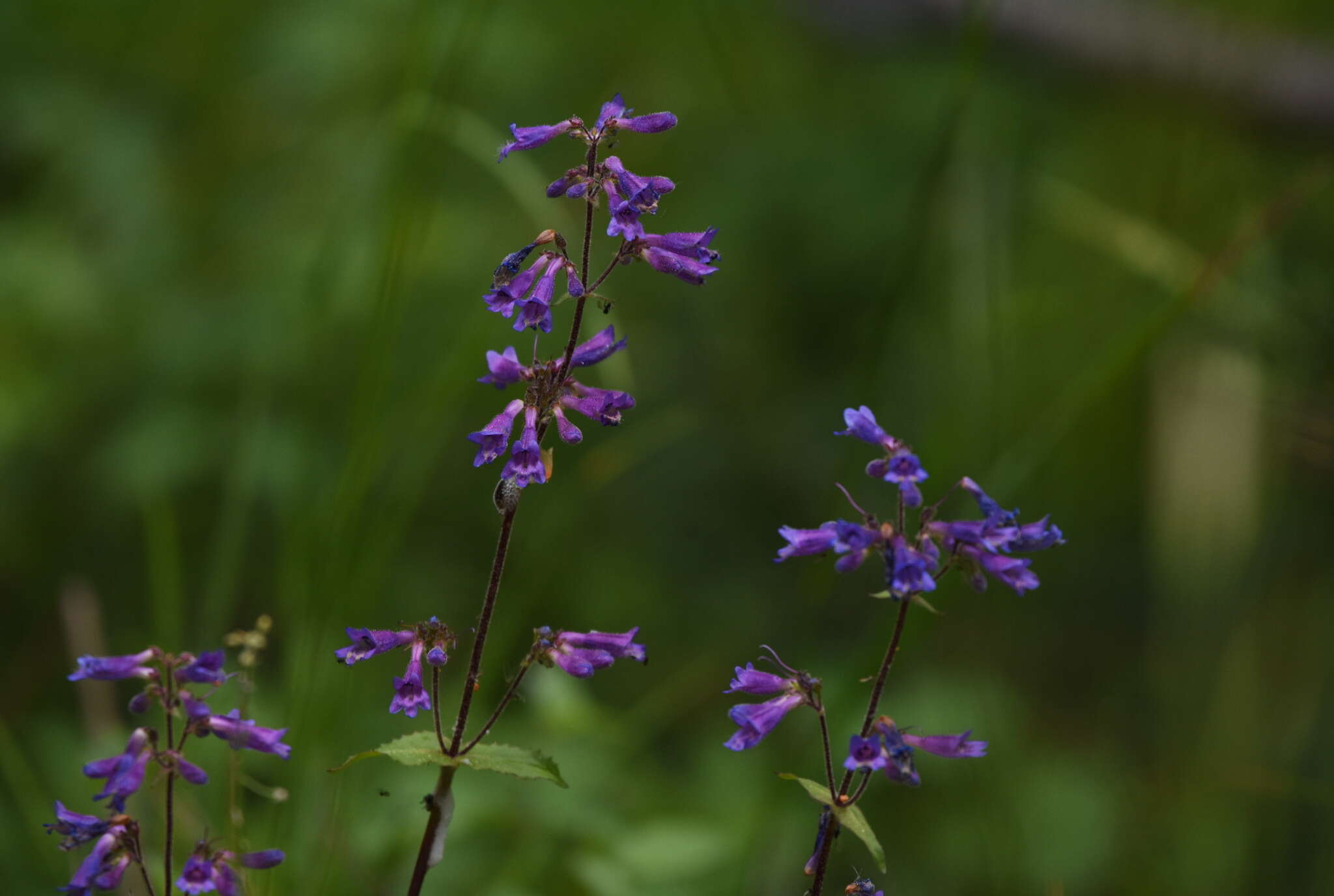 Plancia ëd Penstemon wilcoxii Rydb.