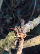 Image of Hemideina ricta Hutton 1896