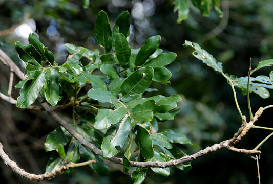 Image of Banket mahogany