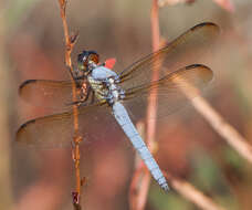 Image de Libellula flavida Rambur 1842