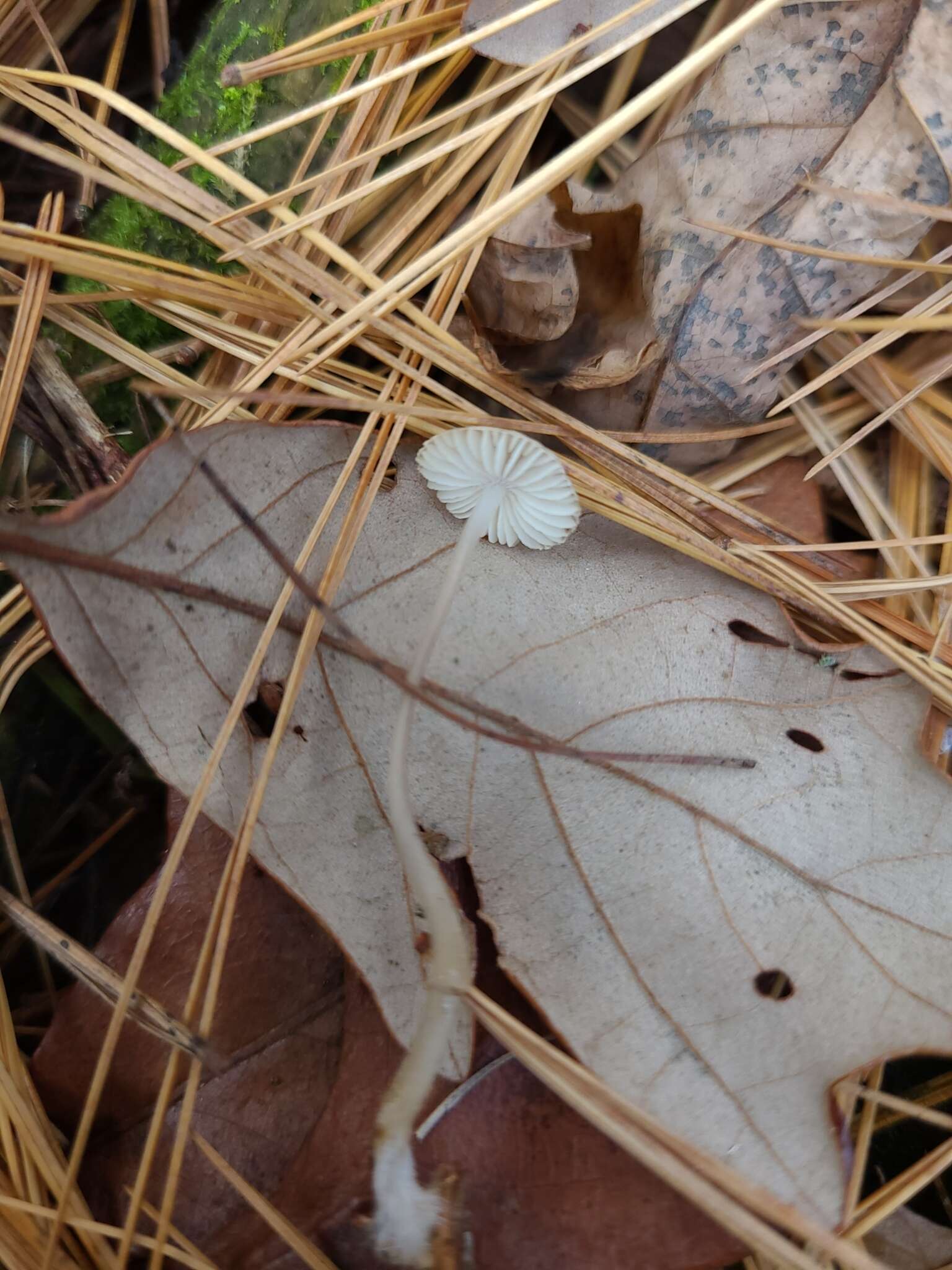 Image of Mycena abramsii (Murrill) Murrill 1916