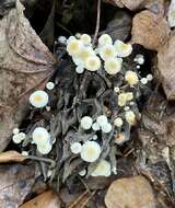 Plancia ëd Strobilurus conigenoides (Ellis) Singer 1962