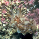 Image of Okenia virginiae Gosliner 2004