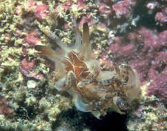 Image of Okenia virginiae Gosliner 2004