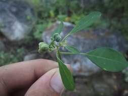 Euphorbia chersonesa Huft resmi