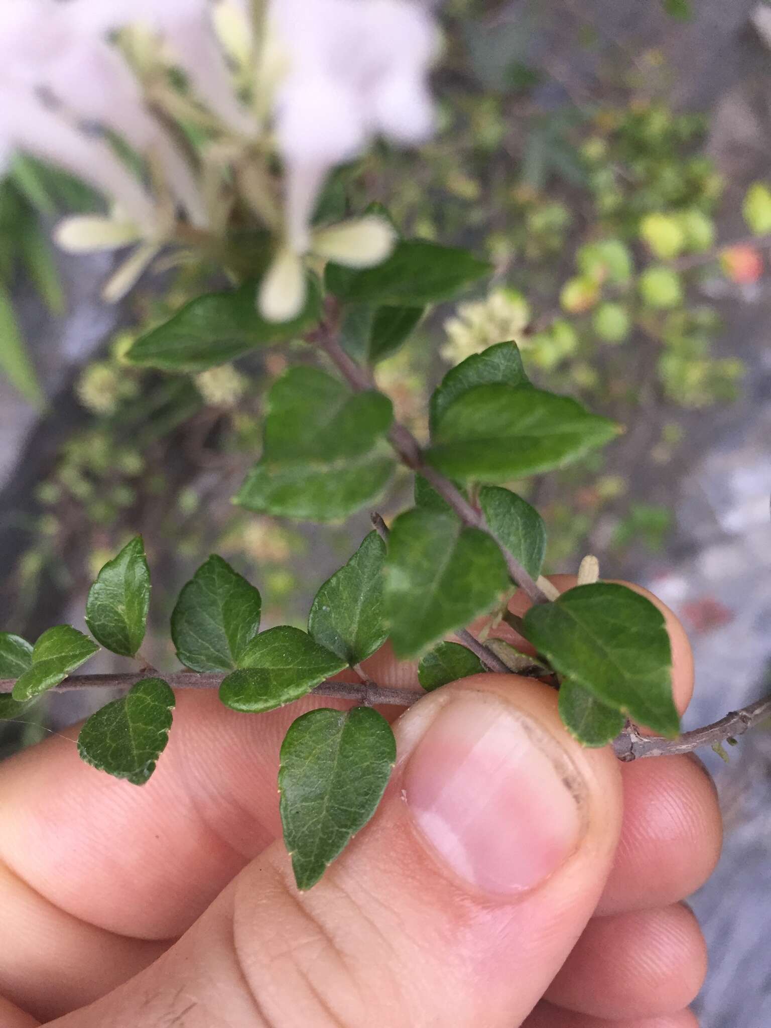 Imagem de Abelia chinensis R. Br.