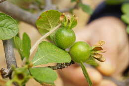 Image of Gardenia resiniflua Hiern