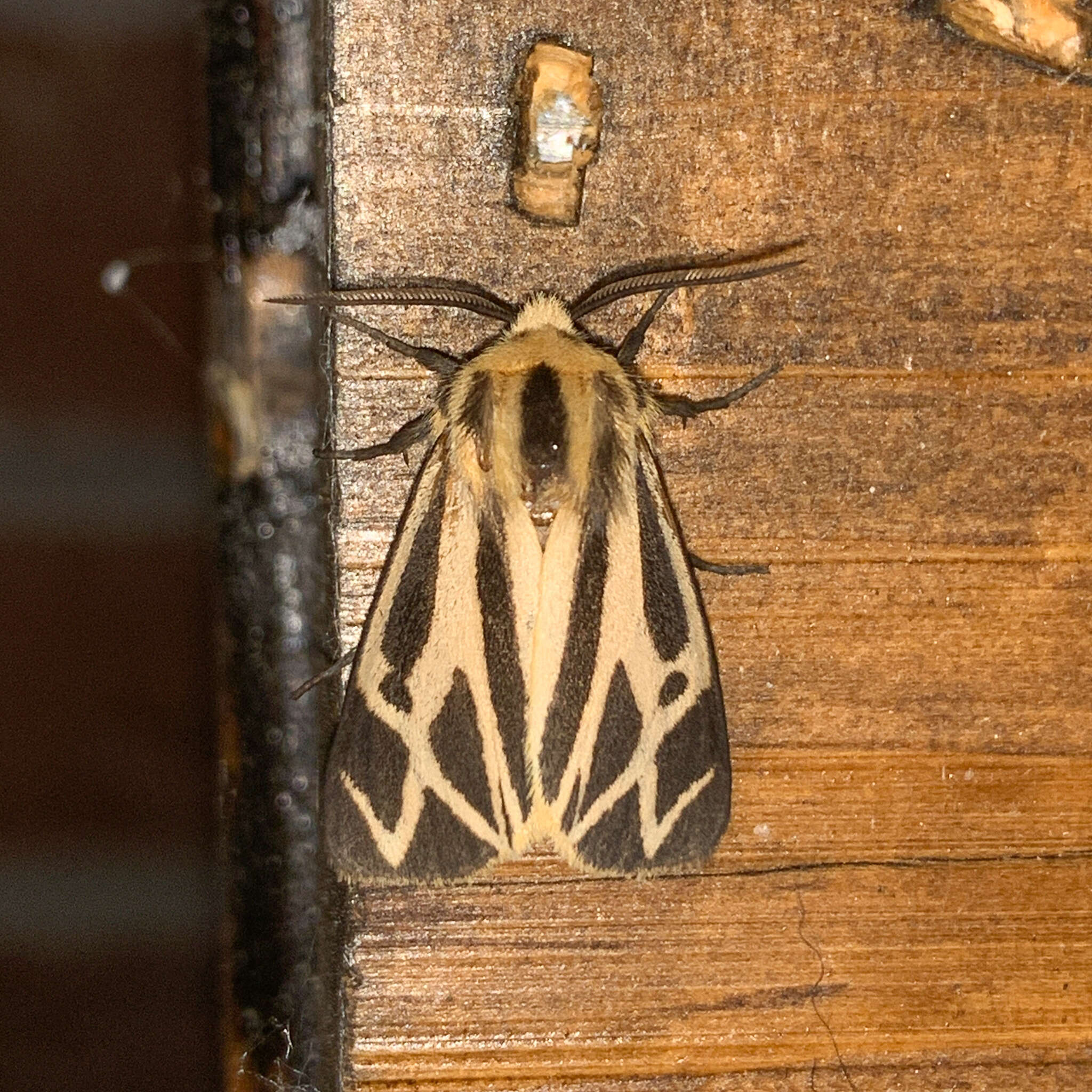 Image of Carlotta's Tiger Moth