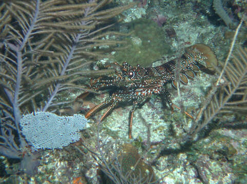 Image of Guinea Chick Lobster