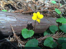 Image of Evergreen Violet