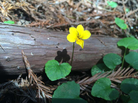 Image of Evergreen Violet