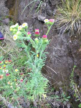 Image of Erigeron apiculatus Benth.